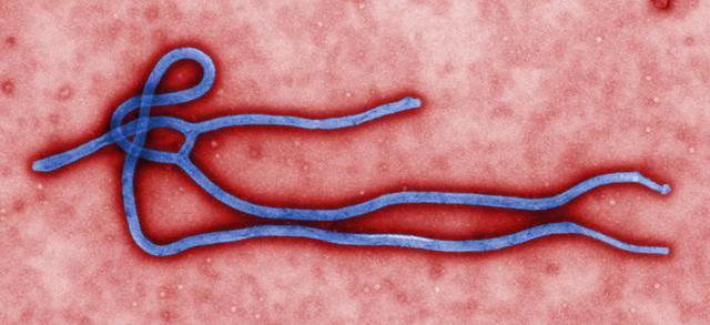 SZO: Ebola više ne predstavlja globalnu pretnju